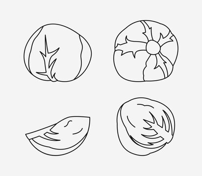 Line Art Cabbage Illustration Bundle Fresh Vegetable Outline Vector Icon Set Clean Graphic Collection