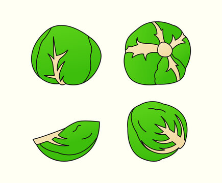 Simple Cabbage Illustration Bundle Fresh Vegetable Vector Icon Set Clean Graphic Collection