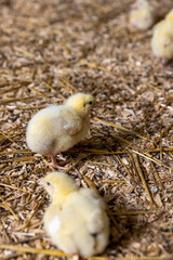 fluffy yellow chickens for growing meat breeds, small chickens covered with yellow fluff on sawdust in the poultry farm building, the chickens are about three days old © rsooll