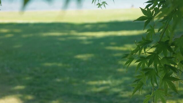 Shade of trees swaying in the breeze at a lakeside park in summer