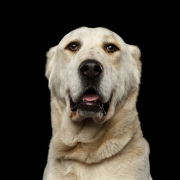 Portrait of Funny Central Asian Shepherd Dog or Alabai, Looks like polar bear, on Isolated Black Background