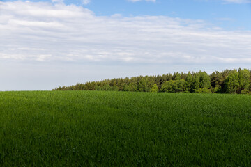 Fototapeta premium a wheat field with green plants, natural light