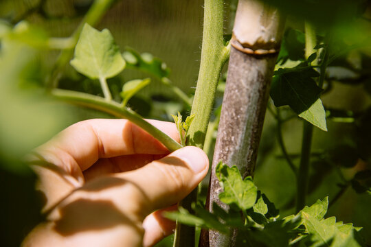 Pinching out the lateral shoots of a tomato plant