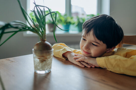 Child observing an onion growing in a glass of water at home