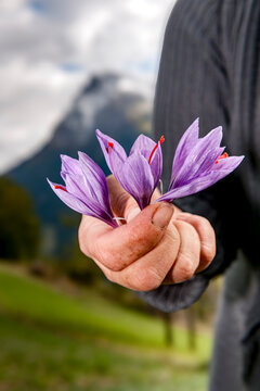 Hand holding purple saffron crocus in Switzerland