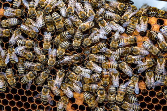 Close up of a honey bee swarm and queen bee on a honeycomb