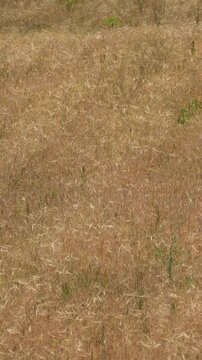 Vertical Golden Grain Field Swaying in Wind, Rural Summer Landscape
