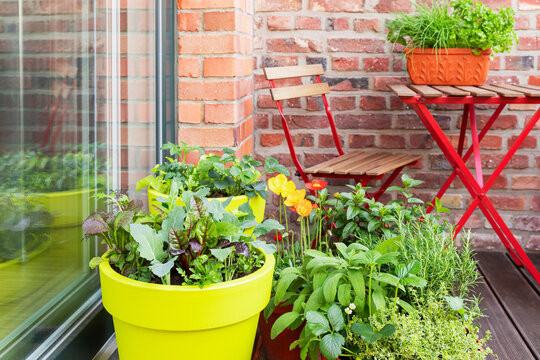 Herbs cultivated in balcony garden