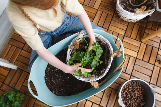 Gardener planting pelargonium in a pot on an outdoor balcony