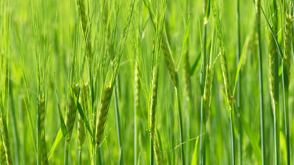 Fototapeta premium spikelets. cobs of corn close-up. Fresh green young unripe juicy spikelets of wheat on a blurred green field. Oats, rye, barley. harvest in spring or summer. agriculture, agrarian business