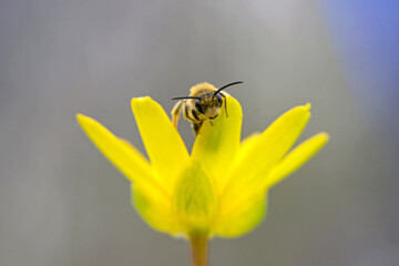 Fototapeta premium wasp sits on a yellow flower. Gagea lutea. Insect in the wild. Close-up of a wasp sitting on a leaf. the first spring flower. macro photo nature. spring season, isolated on blurred background