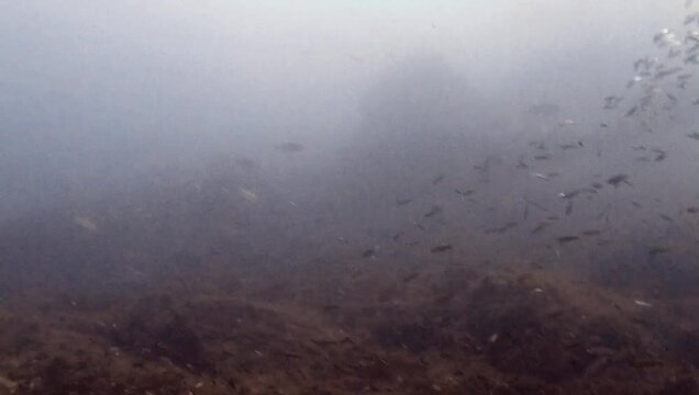 Greater amberjack (Seriola dumerili) stalking a school of boga fish (Boops boops) - Mediterranean Sea.