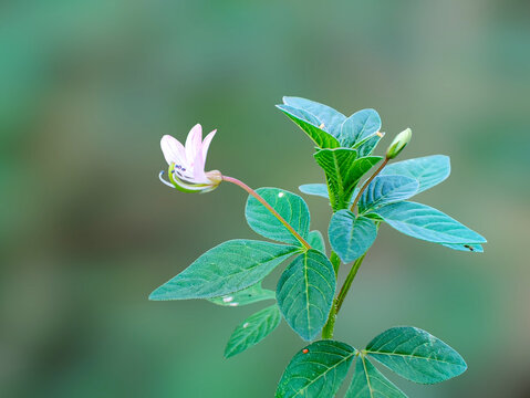 Beautiful purple wildflower Cleome rutidosperma blooming in the garden with soft green bokeh background
