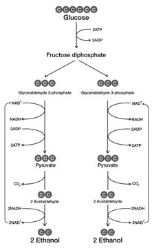 Alcohol fermentation diagram anaerobic respiration biology science illustration