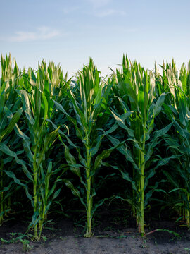 Serbia, Vojvodina. Green corn stems in a row, Zea mays