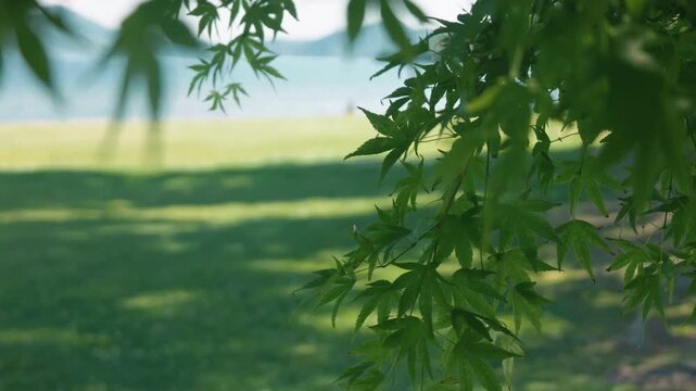Shade of trees swaying in the breeze at a lakeside park in summer