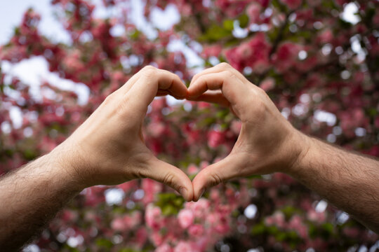Hand forming a heart shape in front of blooming spring tree