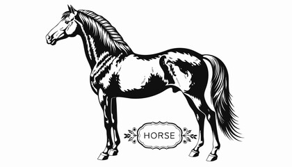 Very beautiful black-and-white engraved vector illustration featuring HORSE standing proudly in full side profile, muscular body structure, flowing mane and tail, detailed coat textures, realistic ana © williamnoah