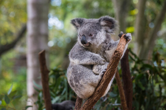 Australia, Brisbane, Lone Pine Koala Sanctuary, portrait of koala perching on tree trunk