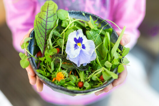 Girl's hands holding bowl of wild-herb salad with edible flowers, cranberries and wolfberries