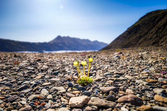 Tiny yellow flower growing among rugged stones in Iceland