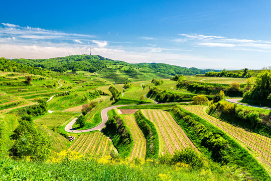 Scenic terraced vineyard at Texaspass in Kaiserstuhl Germany