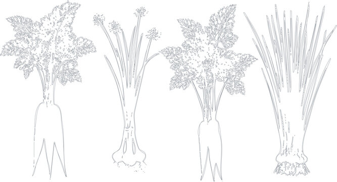 Set of various fresh herbs and root vegetables line art illustrations