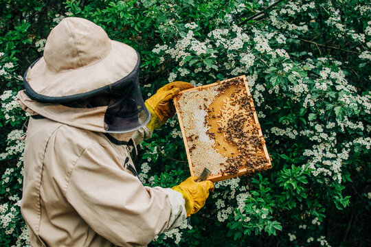 Beekeeper collecting organic honey at the apiary in spring