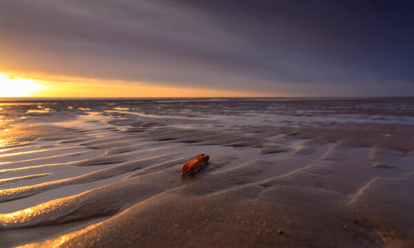 Beautiful backlit  razor shell with sunset on the North Sea beach of Egmond aan zee
