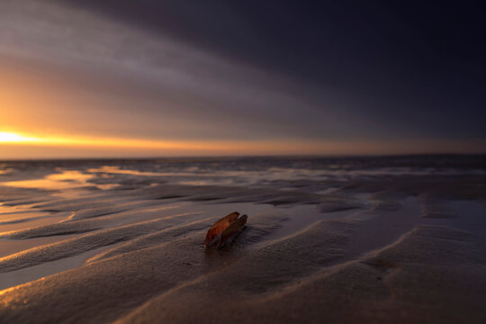 Razor shell at sunset on the North Sea beach of Egmond aan zee