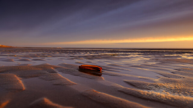 A razor shell at sunset on the North Sea beach of Egmond aan zee