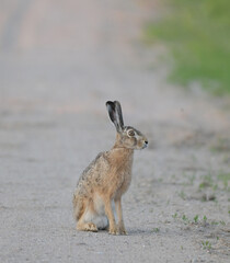 Zając szarak (Lepus europaeus) siedzący czujnie na piaszczystej wiejskiej drodze, dzika przyroda. © Joanna