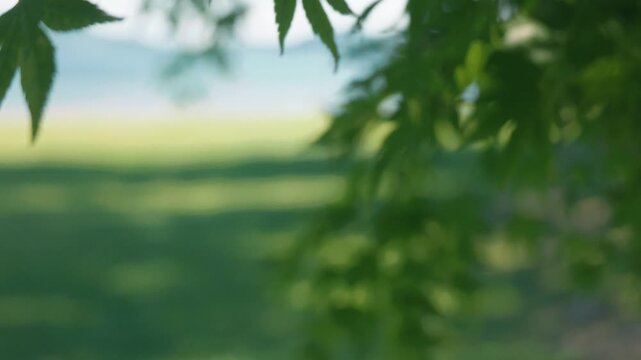 Shade of trees swaying in the breeze at a lakeside park in summer