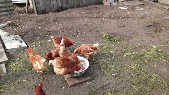 A flock of brown chickens and a black rooster gather around a metal feeding bowl on a dirt patch in a rural farmyard.