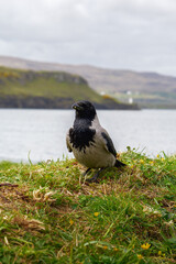 Obraz premium Corneille mantelée sur une falaise herbeuse à Dunvegan, Skye