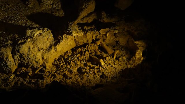 The ancient skeletal remains of an extinct flightless moa bird preserved deep within a dark cave.