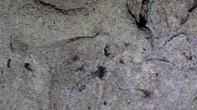 Bioluminescent glowworm larvae on a damp Waitomo cave wall in New Zealand, showing Arachnocampa luminosa habitat and underground nature detail.