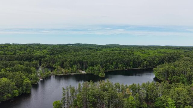 Drone flight over a peninsula full of pine trees at Harold Parker State Forest in Andover, Massachusetts. Nature environment