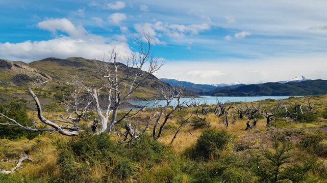 Panoramic view of Nordenskj&ouml;ld Lake in Torres del Paine National Park, Chile, featuring rugged Patagonian wilderness, burned lenga tree skeletons and clear blue waters on a sunny day