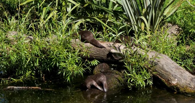 Family group of Asian small-clawed otters at Willowbank Nature Reserve, Christchurch, New Zealand.