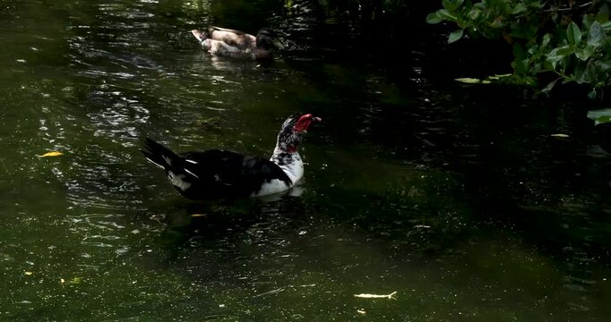 Domestic Muscovy duck (Cairina moschata) at Willowbank Nature Reserve, Christchurch, New Zealand.