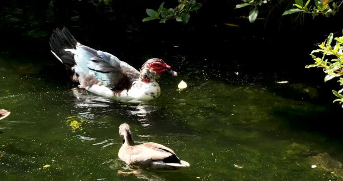 Domestic Muscovy duck (Cairina moschata) at Willowbank Nature Reserve, Christchurch, New Zealand.