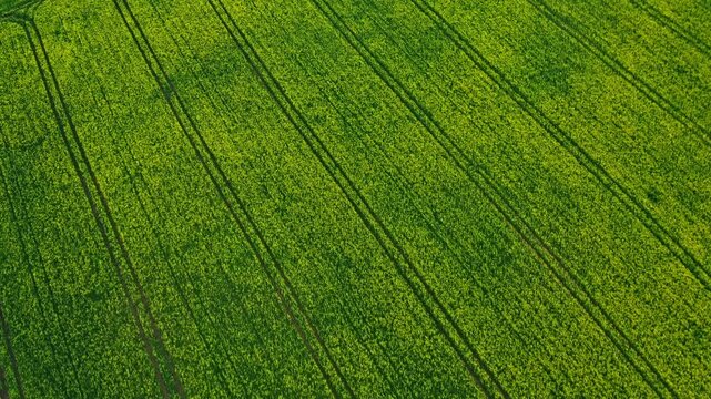 Blossoming rapeseed field bordering a serene blue lake in Latvian countryside, aerial view