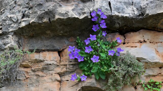 Purple campanula flowers growing on rock cliff wall