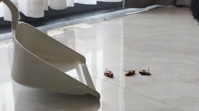 Cleaning process of Sweeping dead cockroaches from floor in home. Person uses plastic dustpan and green broom for Sweeping dead cockroaches from floor to maintain domestic hygiene on tile.