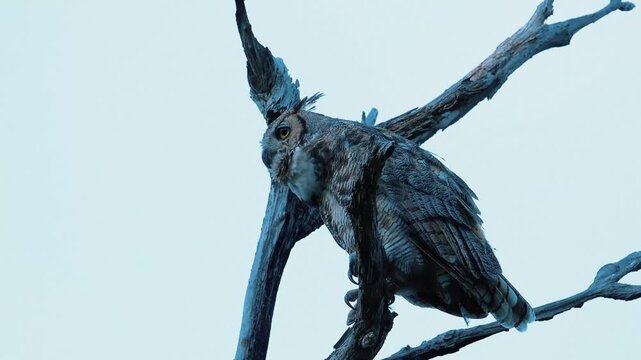 Great Horned Owl hooting while sitting on a tree branch.