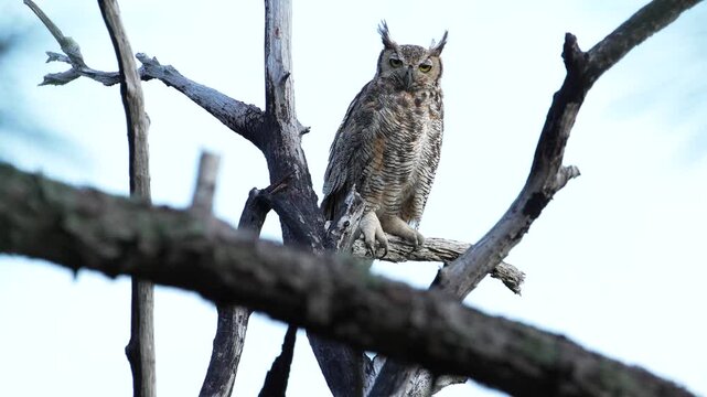 Great Horned Owl sitting on branch, turned head to observe surroundings.