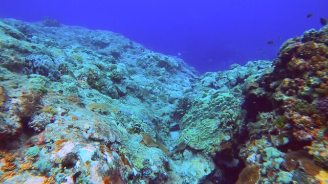 swimming underwater ocean sea salt camera view of various coral reef looking down at a passage gap then away with fishes during day time  in Lanyu Taiwan asia