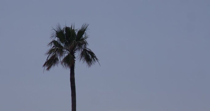 shot of a Palm tree at Playa Blanca and Deportivo Rubic&oacute;n marina