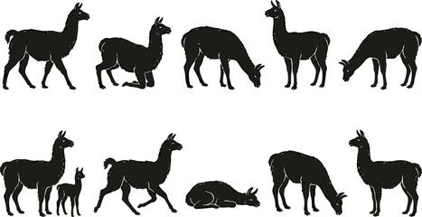 Fototapeta premium vector can editable Characteristic andean llama silhouettes showcasing diverse grazing and resting postures